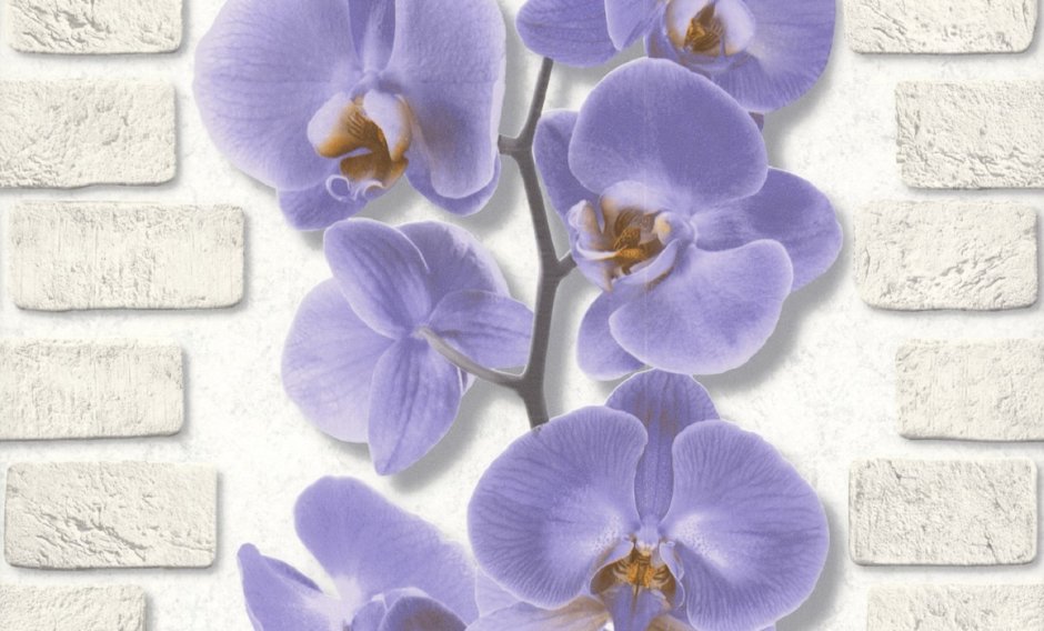 Аспект Орхидея 10107