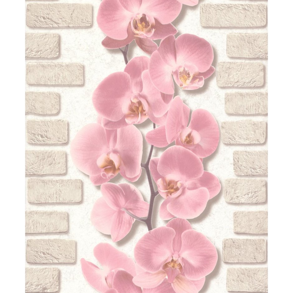 Обои орхидеи настенные