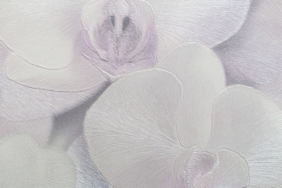 Орхидея на белом фоне