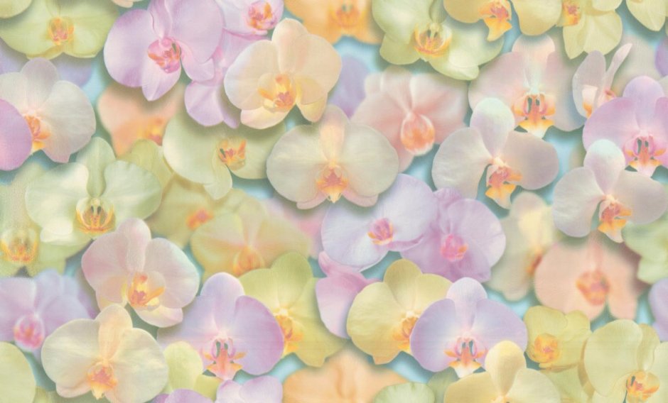 Цветы на однотонном фоне