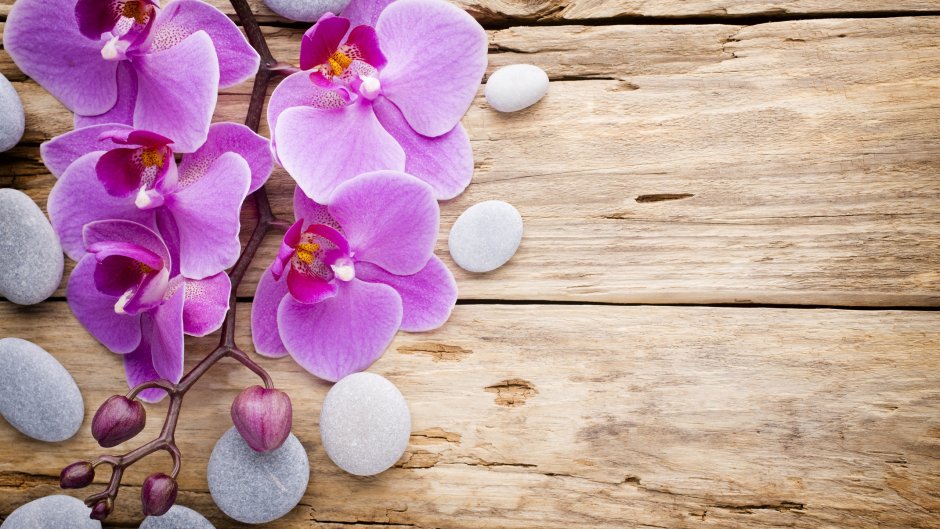 Фотообои орхидеи на стену