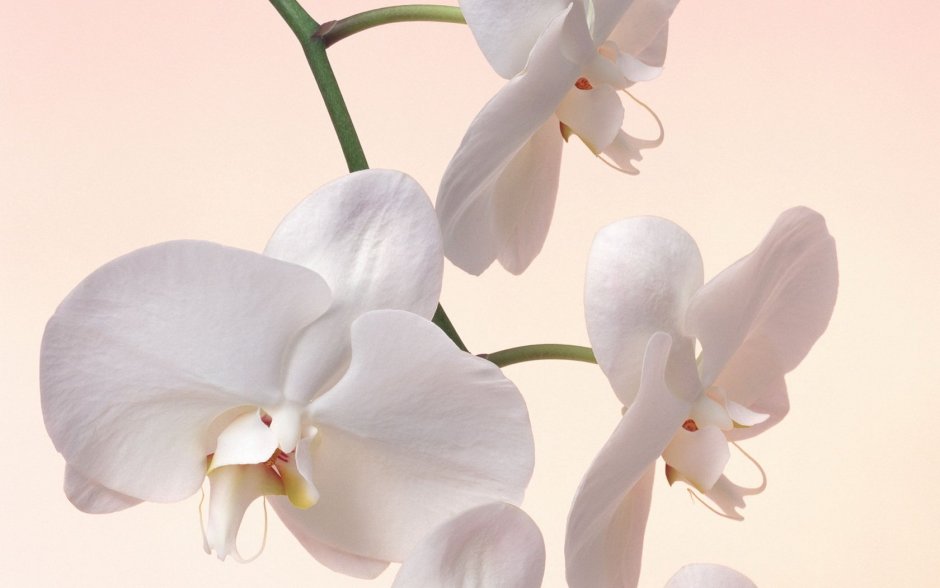 Фотообои 3д флизелиновые