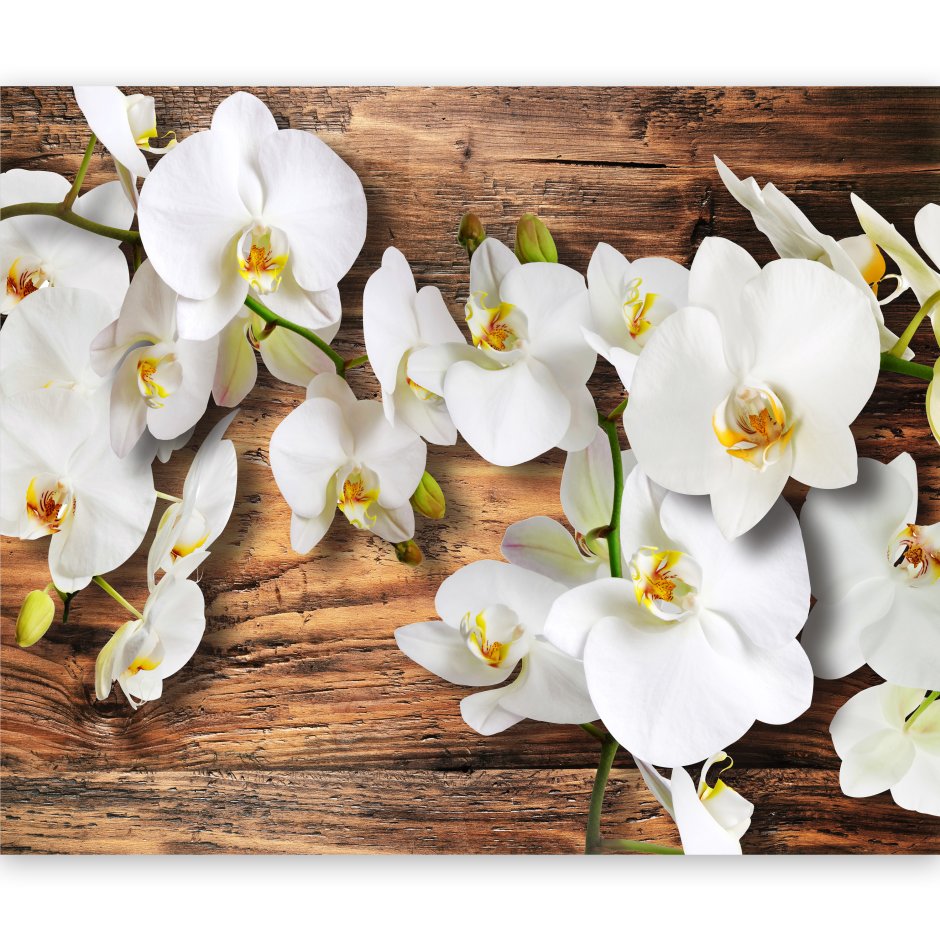 Фотообои белая Орхидея
