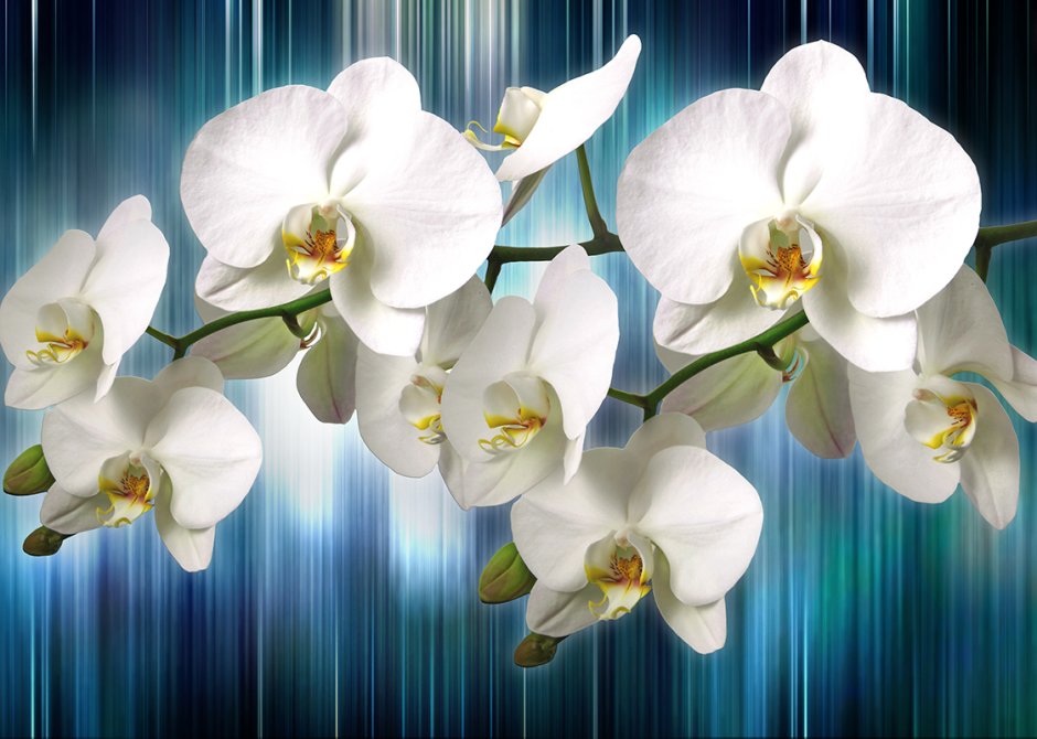 Орхидея на стене