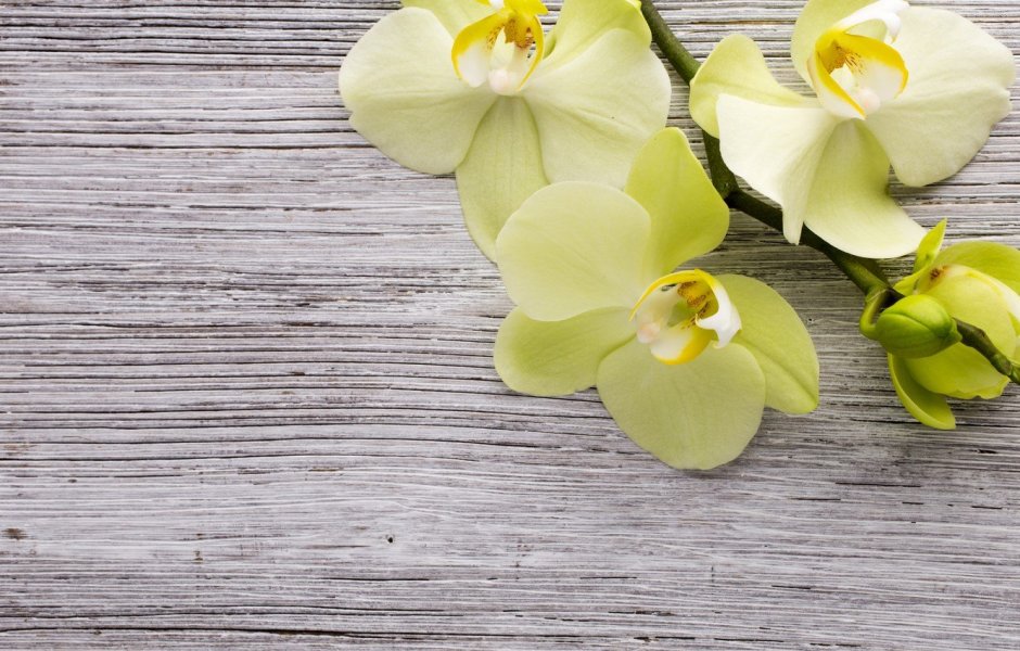 Фотообои 3d FLIZART экзотические цветы