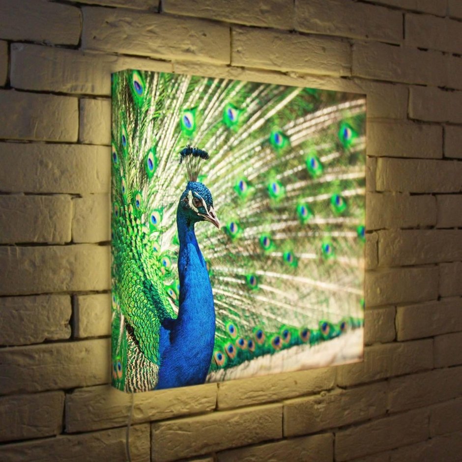 Лайтбокс МГУ 45-45-D-104