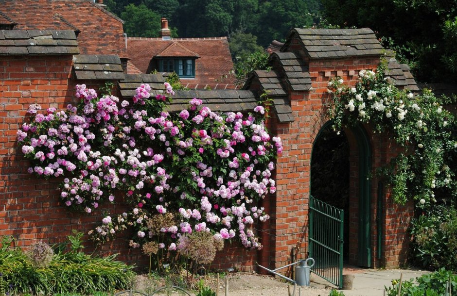 Плетистые розы сады Англии