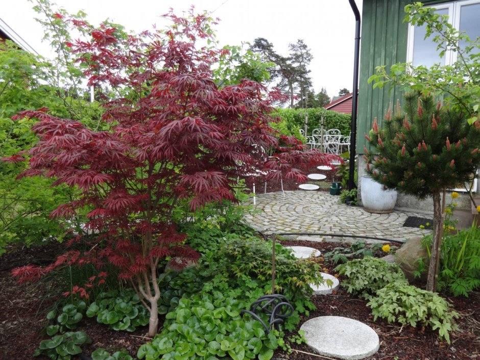 Клен японский Acer palmatum Trompenburg