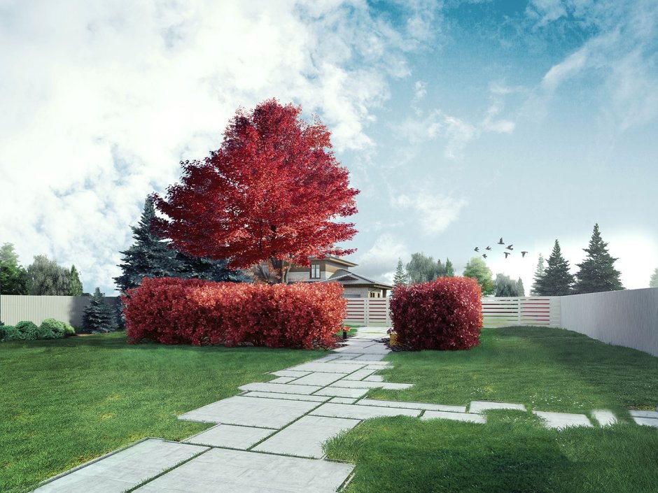 Клен Гиннала изгородь