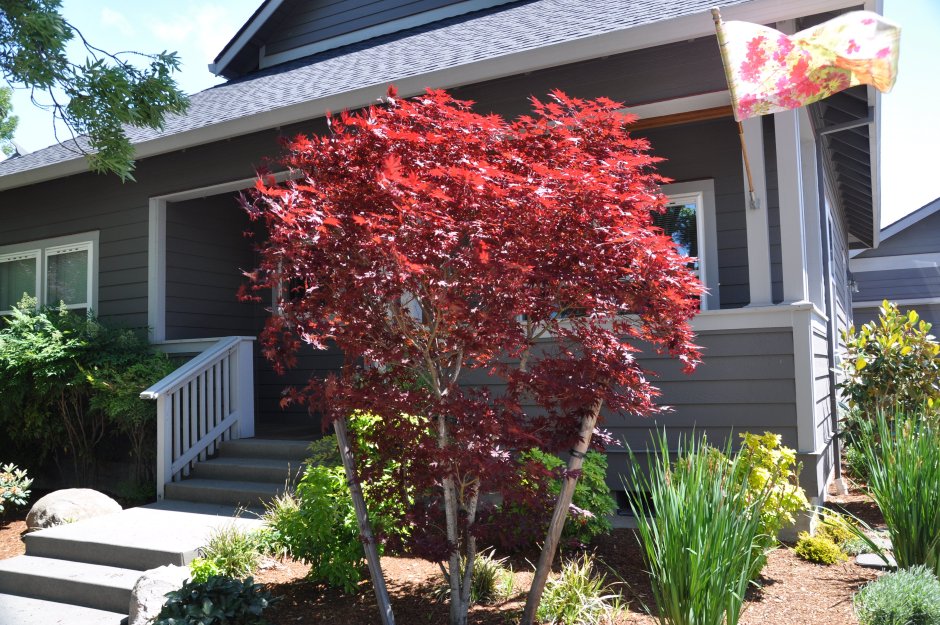 Клен Гиннала в ландшафте