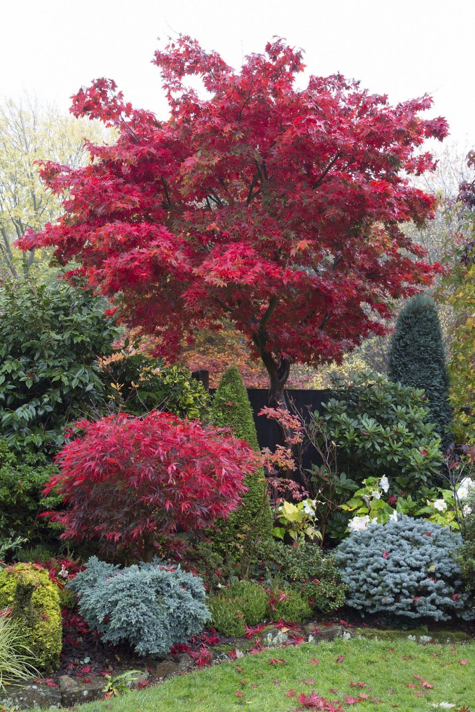 Acer palmatum Osakazuki