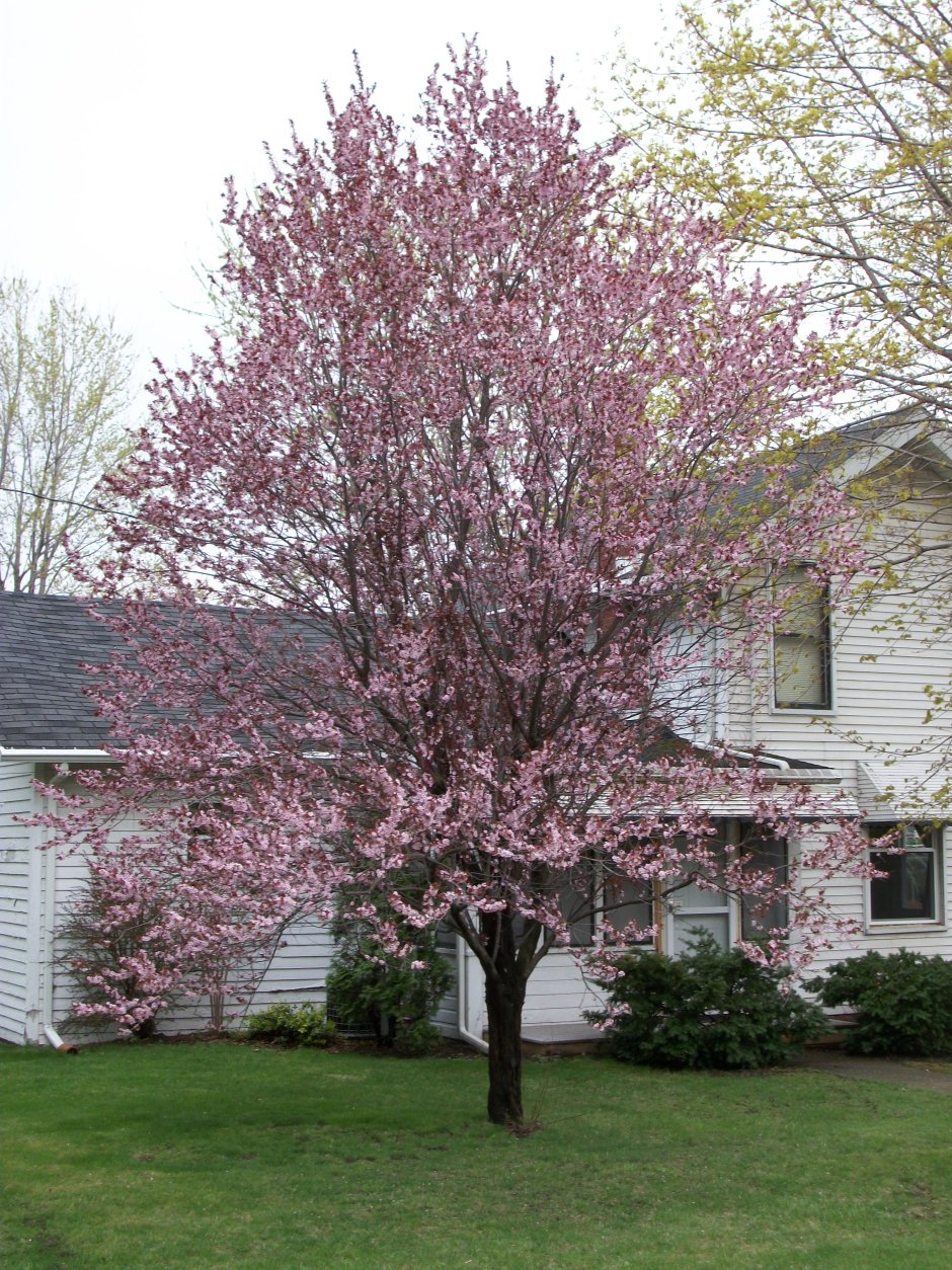 Черемуха виргинская Шуберт