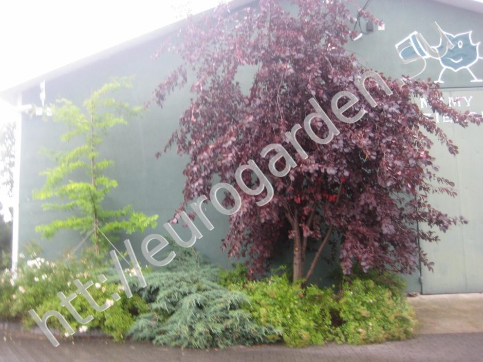 Черемуха краснолистная Шуберт в ландшафте