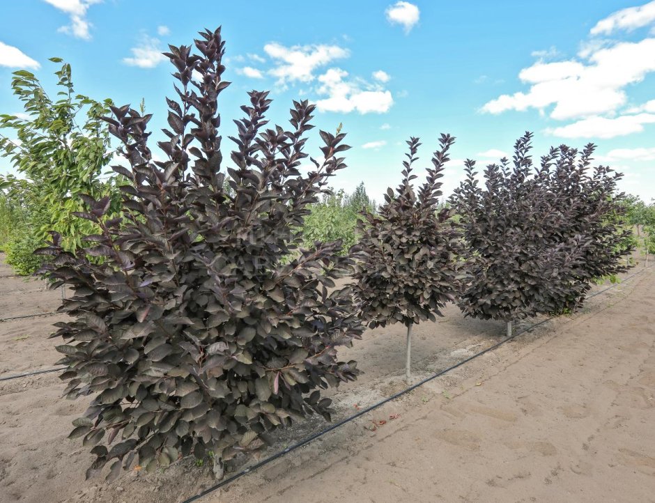 Черемуха виргинская неубиенная