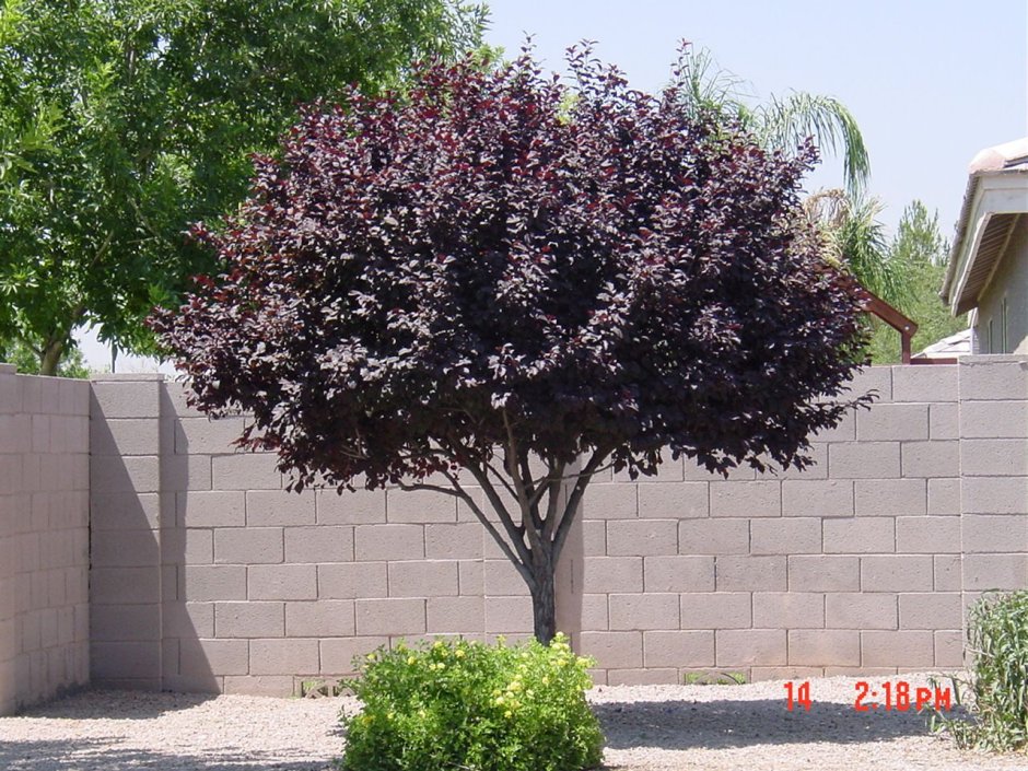 Черемуха виргинская краснолистная