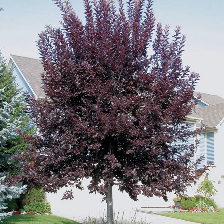 Яблоня роялти и черемуха Шуберт