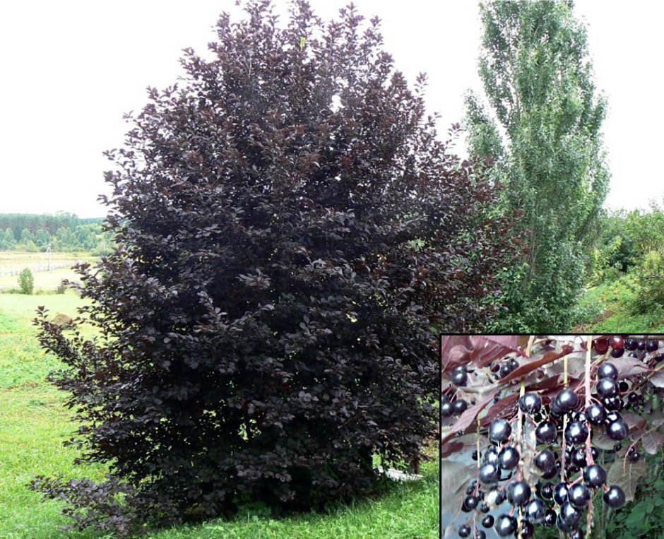 Черемуха виргинская неубиенная