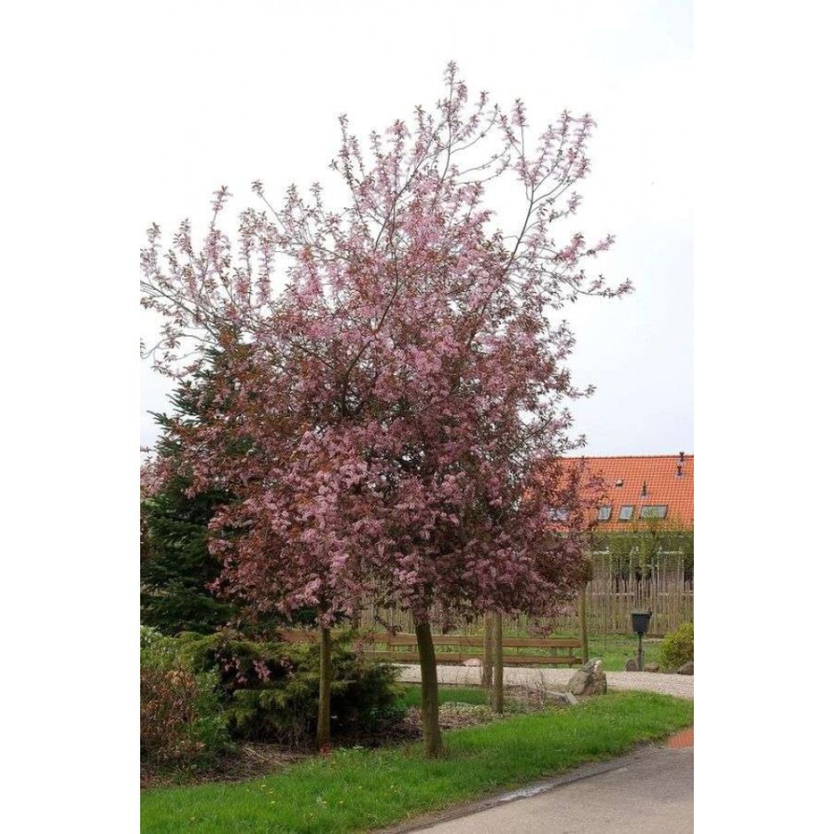 Черемуха краснолистная Колората