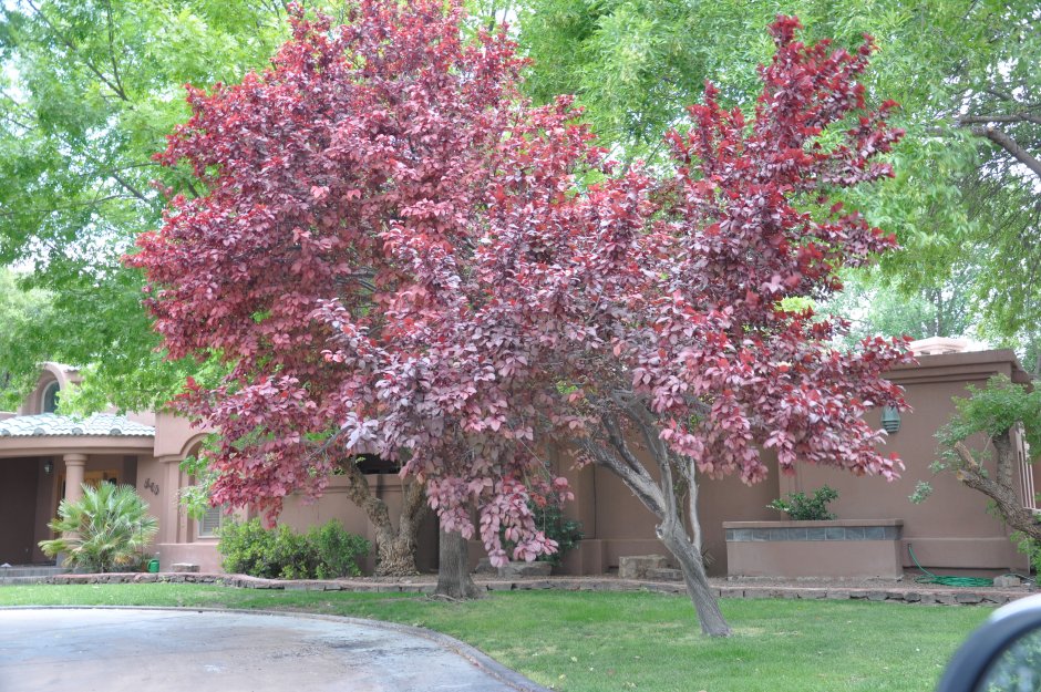 Черемуха краснолистная