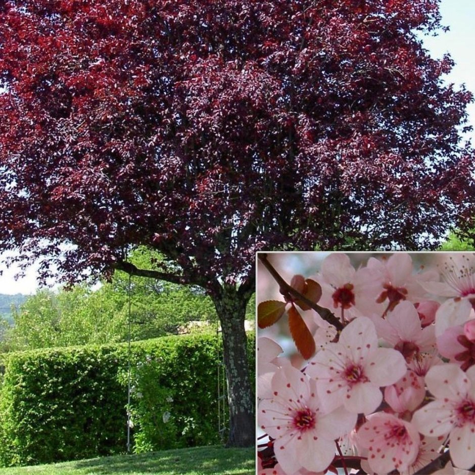 Черемуха виргинская краснолистная