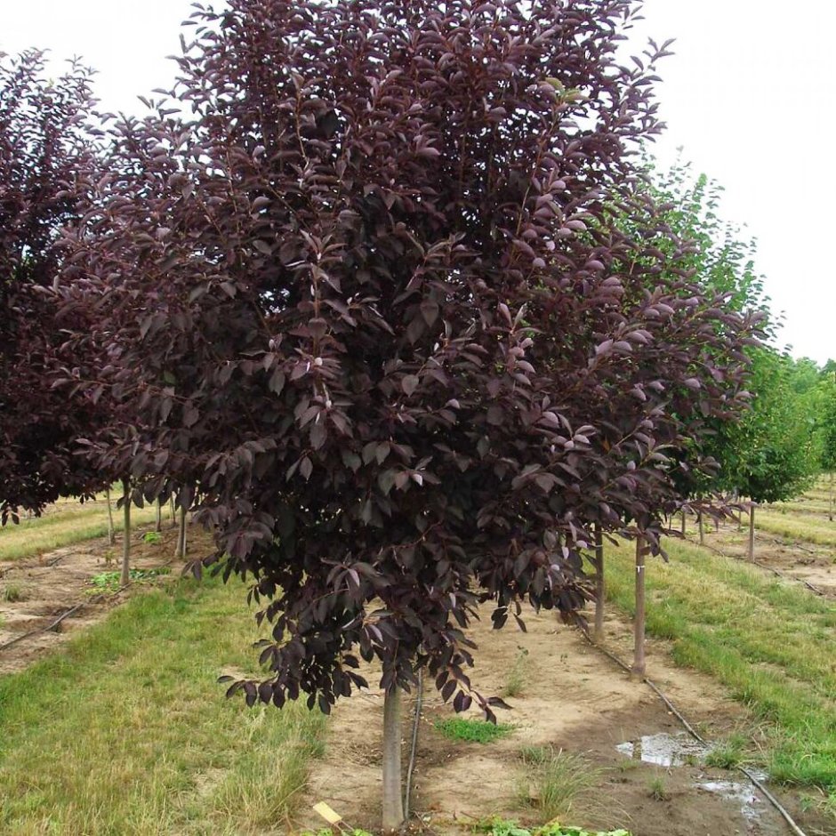 Черемуха виргинская краснолистная