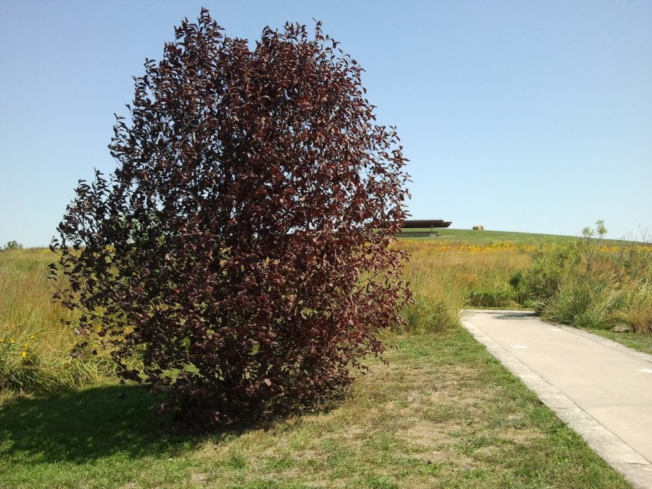 Черёмуха Шуберт краснолистная