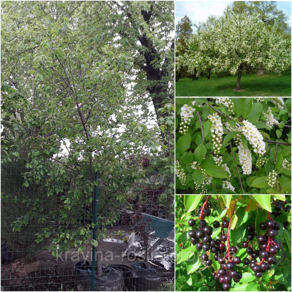 Черемуха виргинская (Padus virginiana) побег