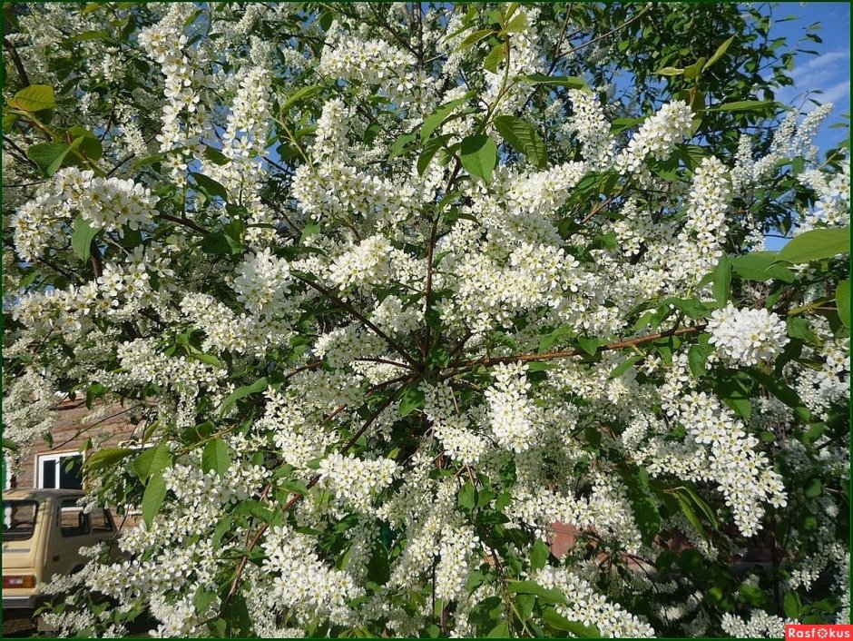 Черёмуха виргинская Shubert