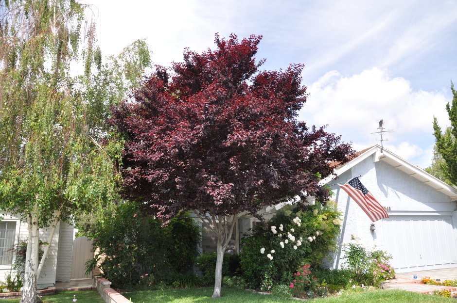 Слива Писсарди