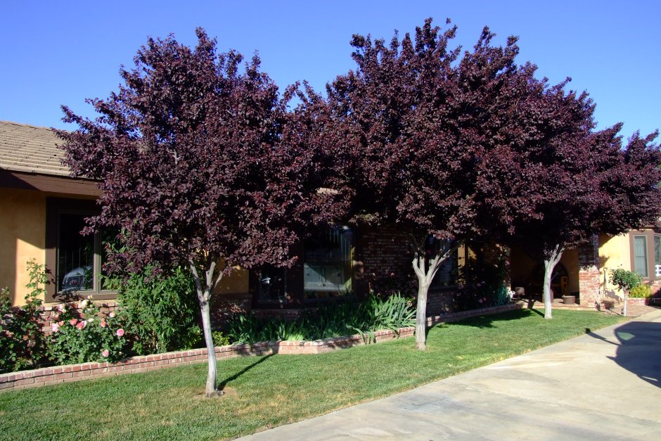 Слива краснолистная Писсарди