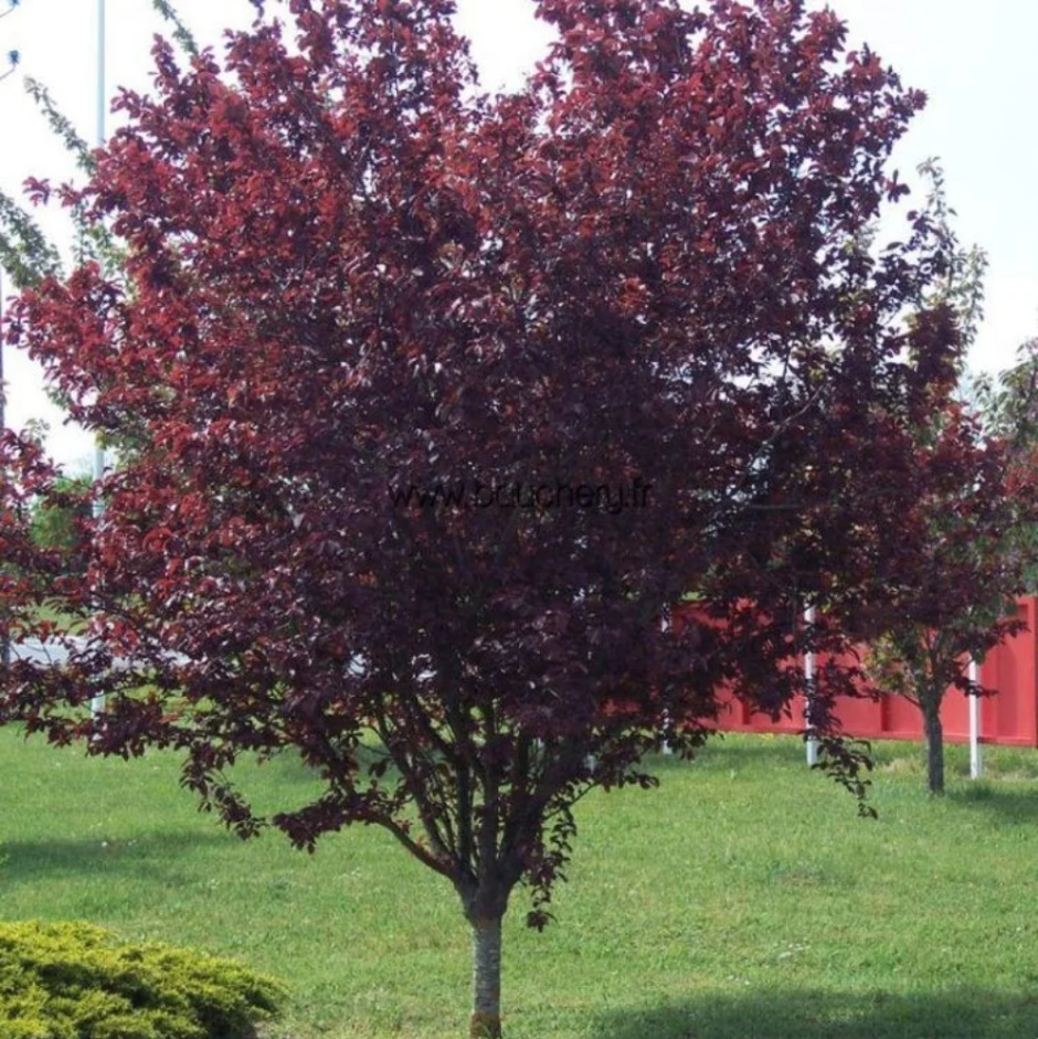 Черемуха виргинская Шуберт