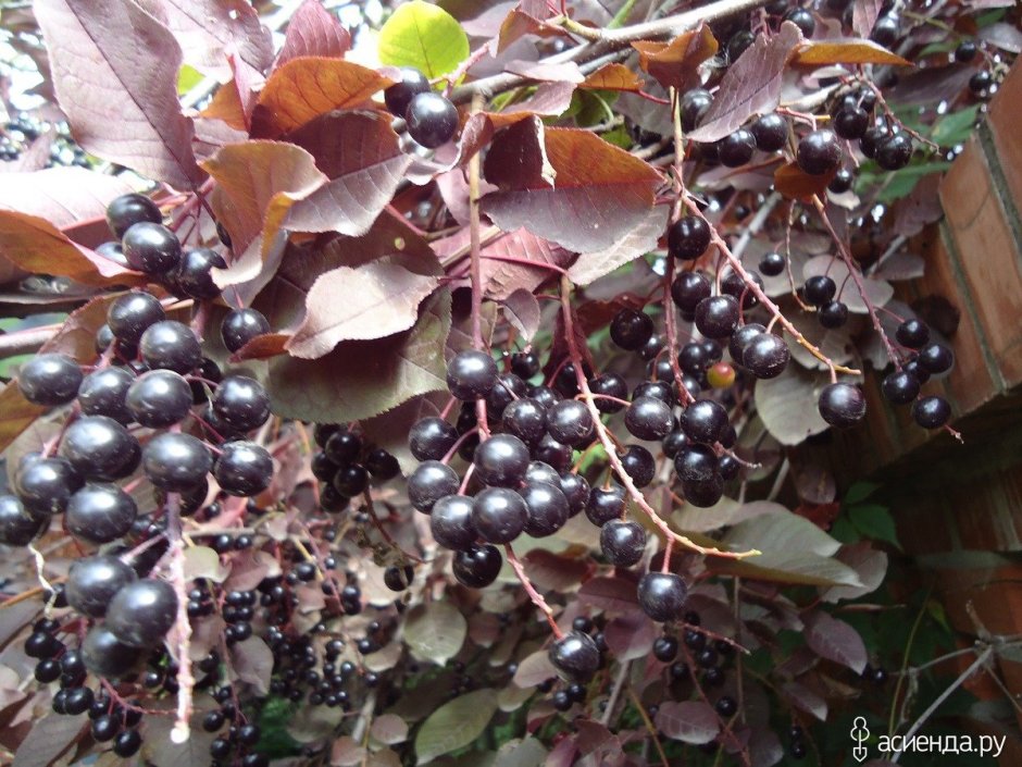 Черемуха виргинская Сибирская красавица