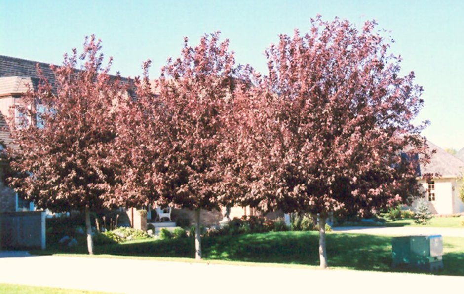 Черемуха виргинская Шуберт (Prunus virginiana Shubert)