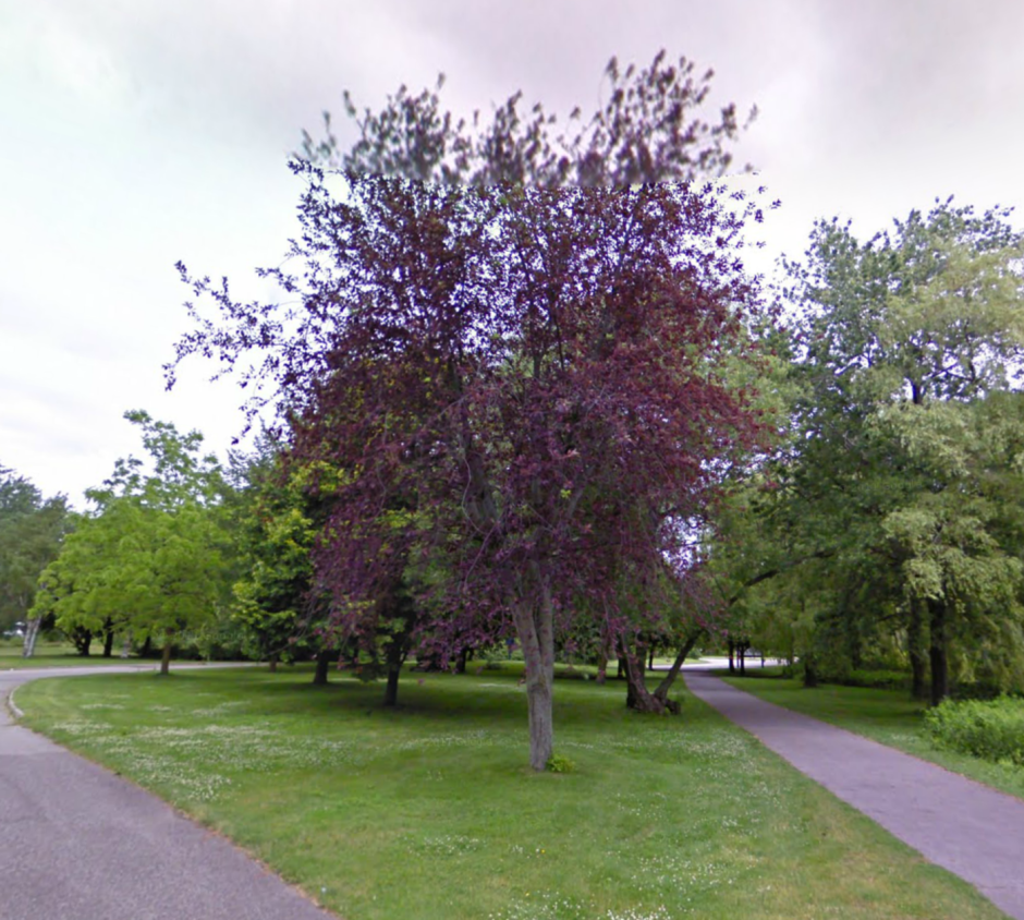 Черемуха виргинская Шуберт (краснолистная)