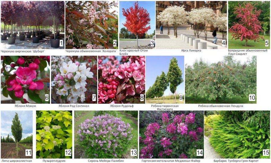 Черемуха Шуберта на дендроплане