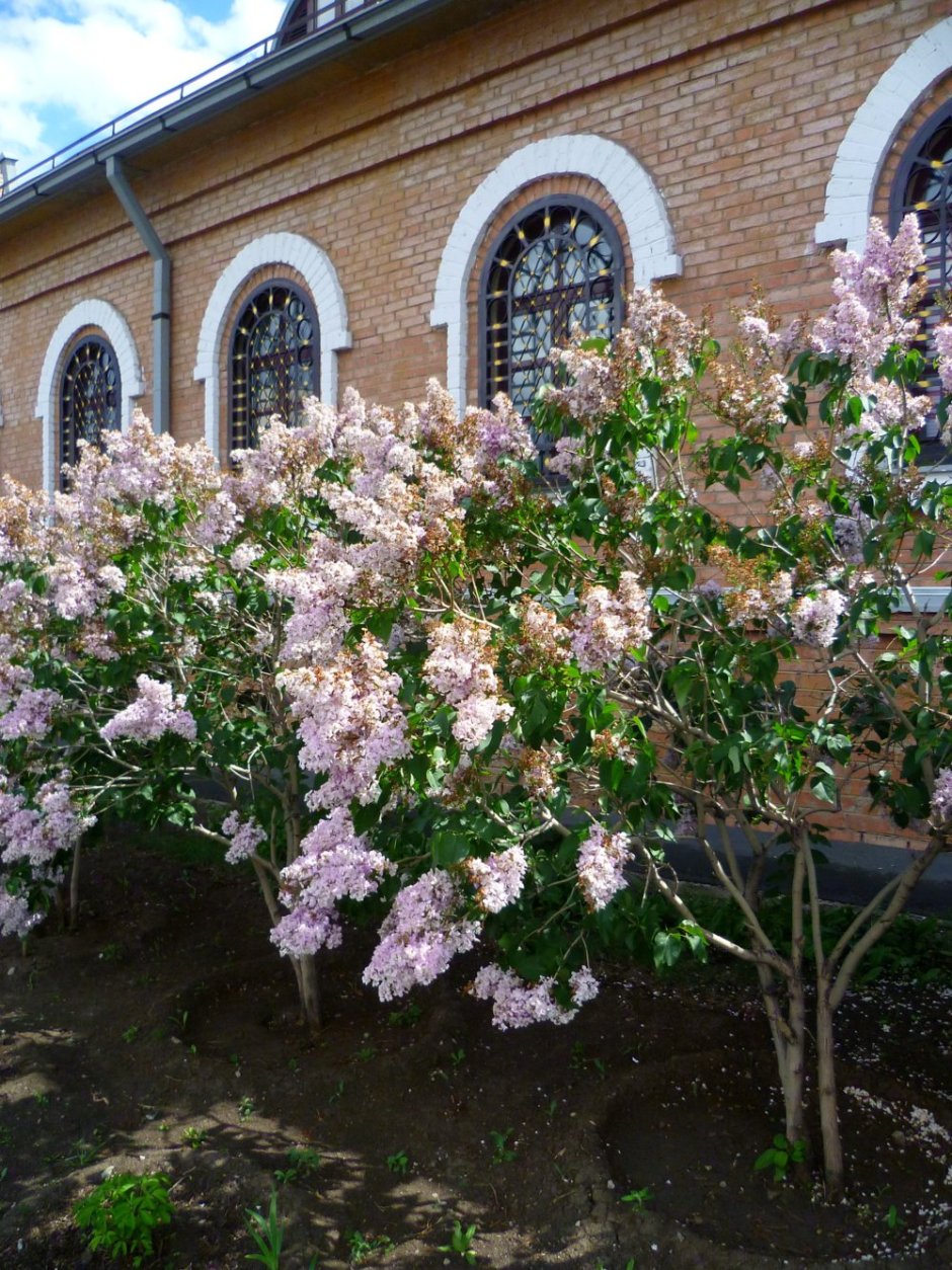 Хутор черемуха соревнования