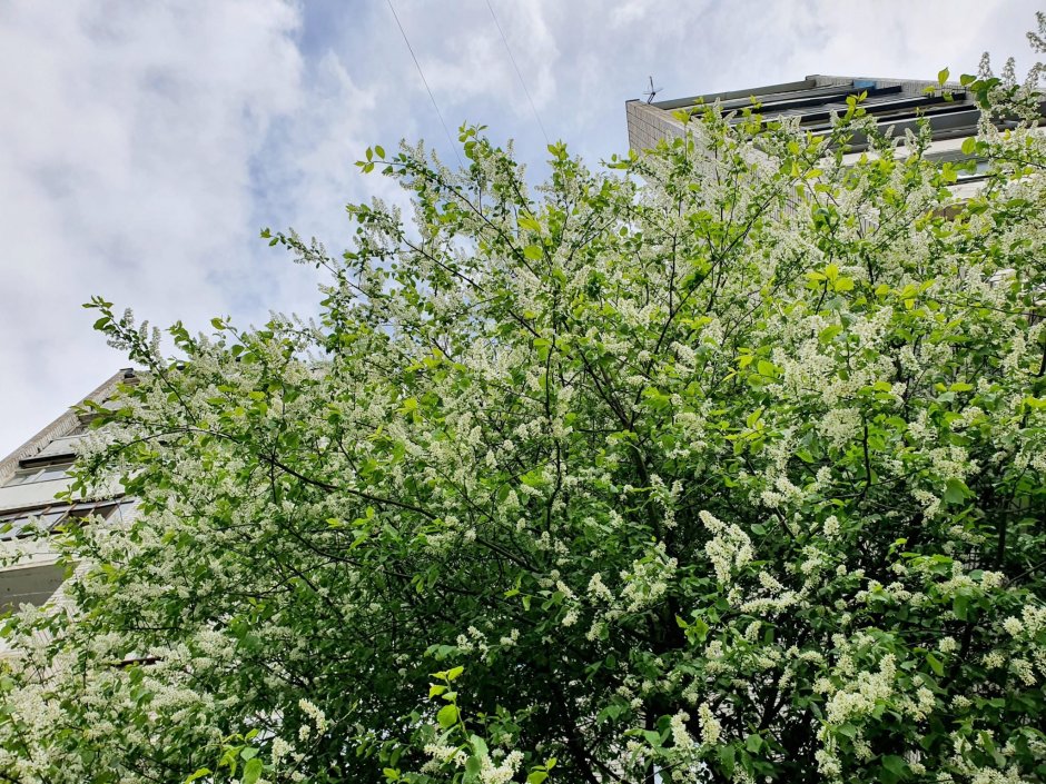 Черемуха Живая изгородь