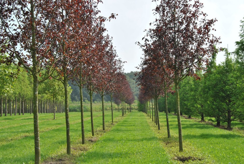 Черемуха виргинская Prunus virginiana