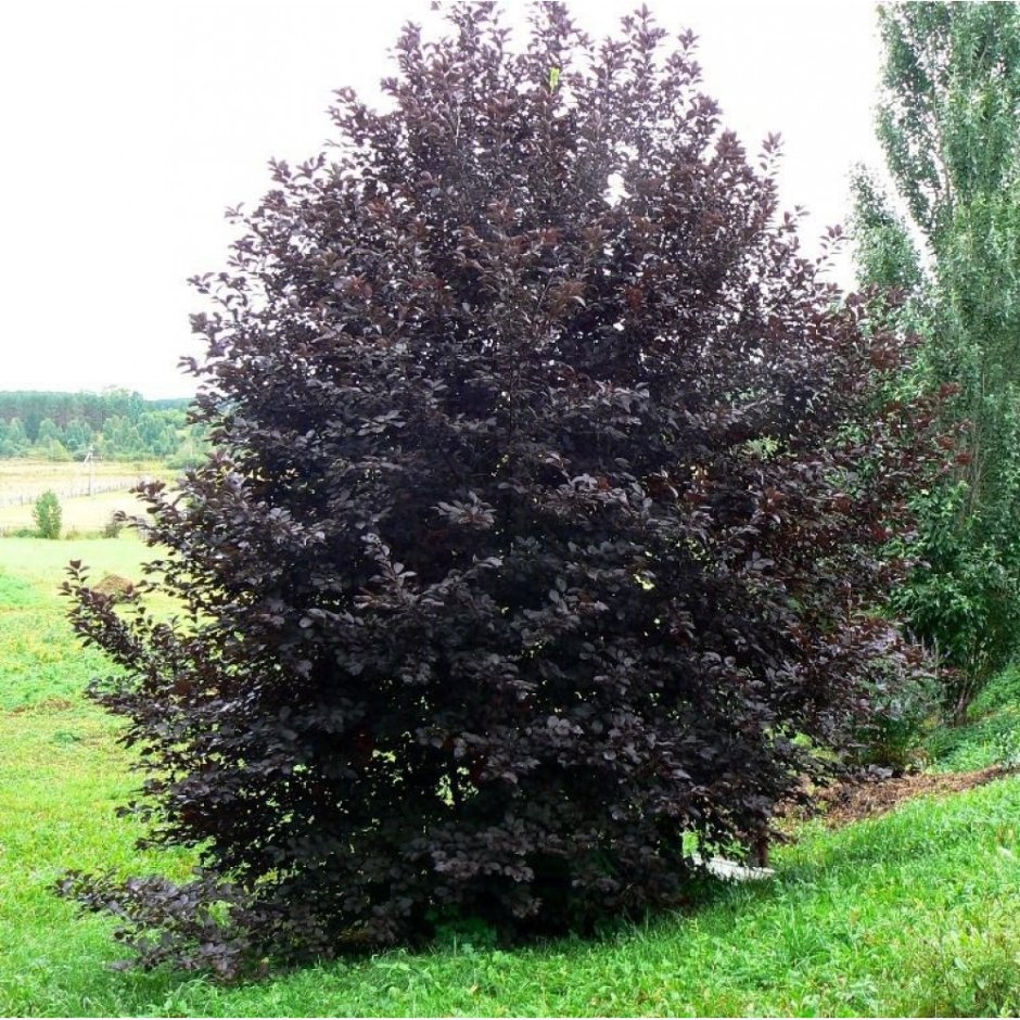 Черемуха краснолистная Сибирская красавица