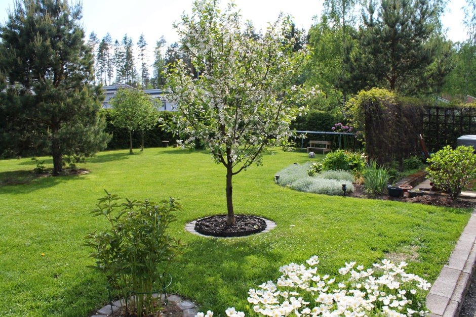 Черемуха Маака в ландшафтном дизайне