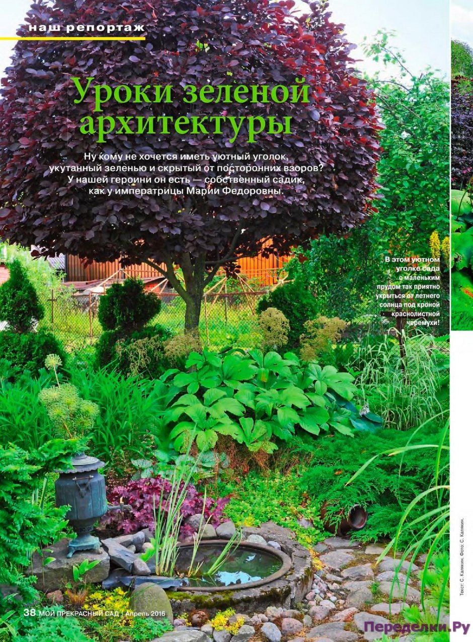 Черемуха краснолистная в ландшафте