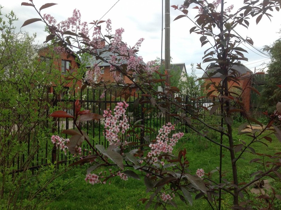 Черемуха обыкновенная colorata