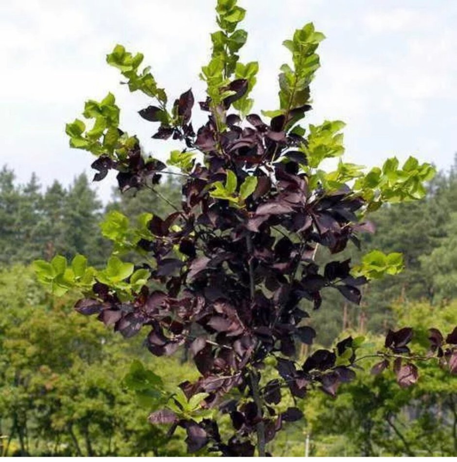 Черемуха виргинская Шуберт