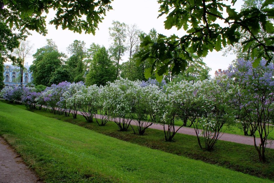 Сирень венгерская Живая изгородь