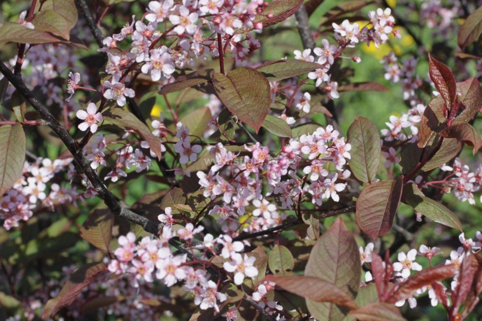 Черемуха краснолистная Колората