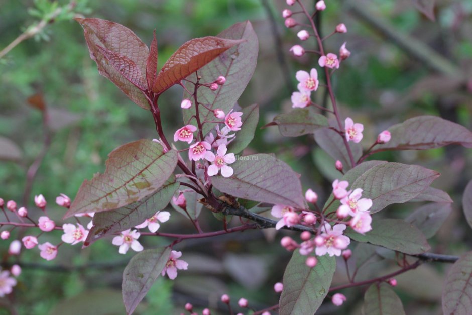 Черемуха краснолистная Колората