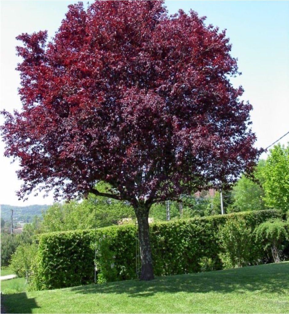 Слива краснолистная Писсарди