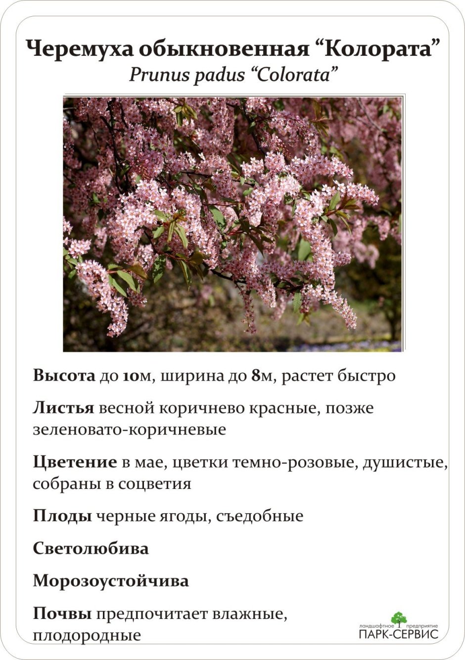 Черемуха описание