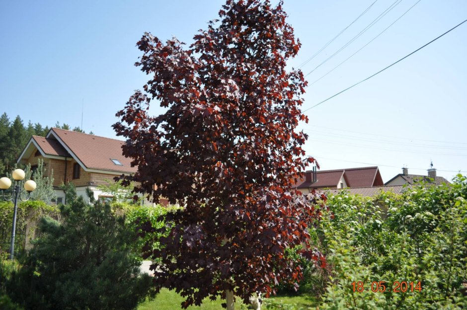 Лещина обыкновенная краснолистная