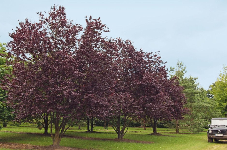 Черемуха виргинская краснолистная